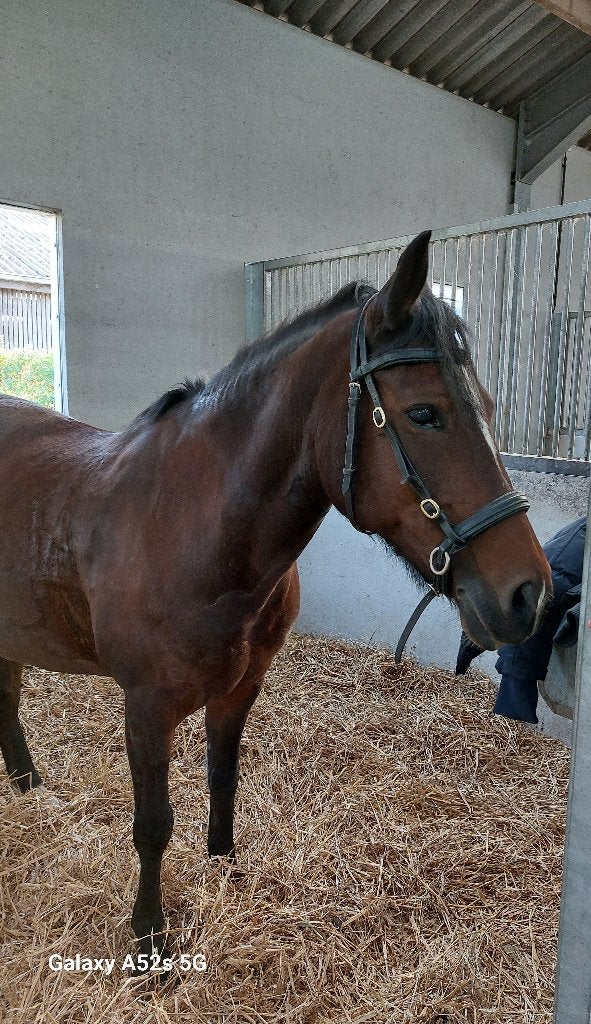 Ik zoek een brave recreatieve familie d pony, Ruin