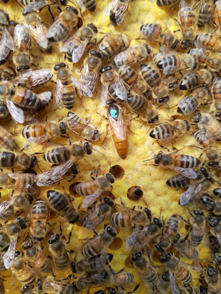 Bijenvolken op Simplex en Dadant Blatt te koop, Bijen