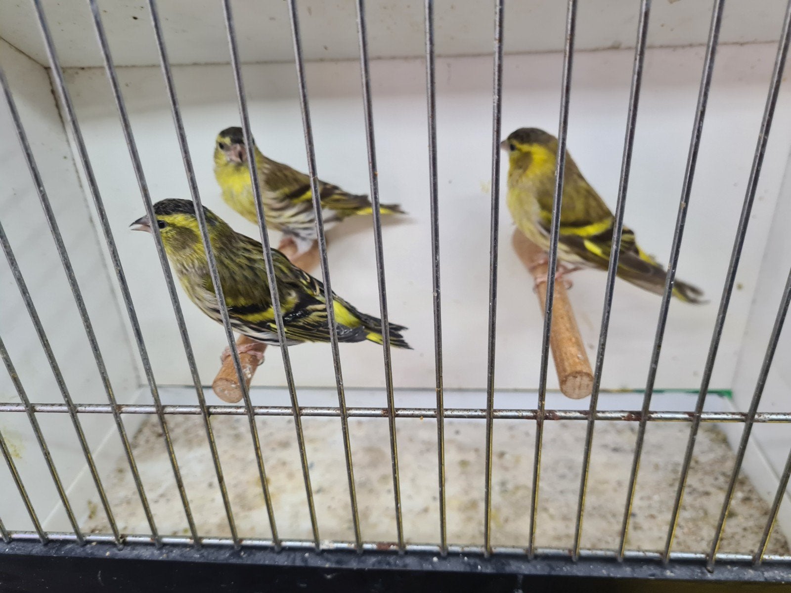 sijs, Dieren en Toebehoren