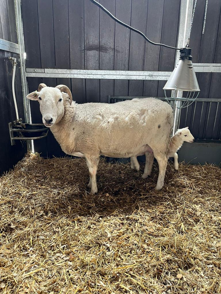 Wiltshire Horn ooi, Vrouwelijk, Schaap, 3 tot 5 jaar