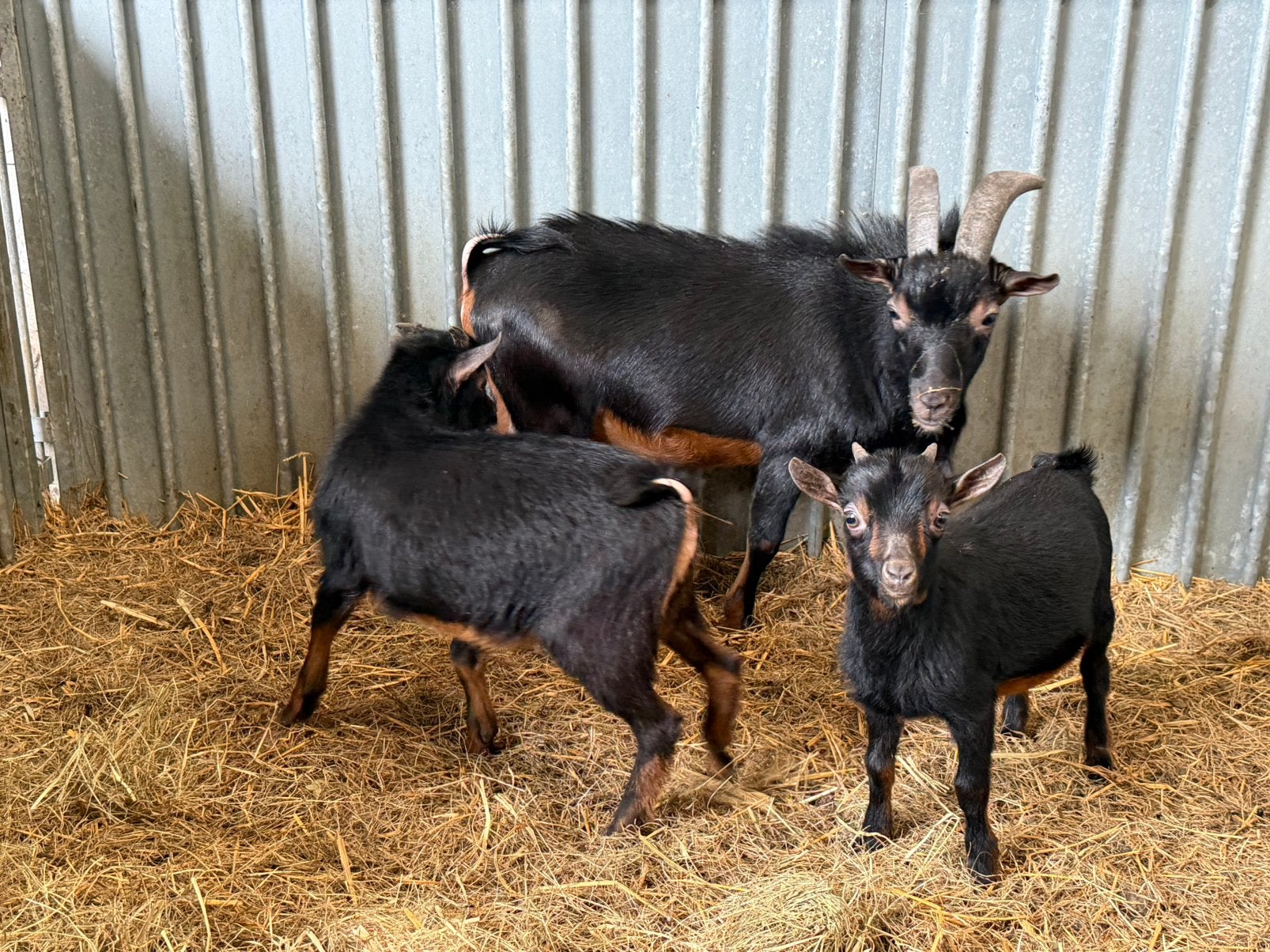 Black & Tan dwerggeit bokje