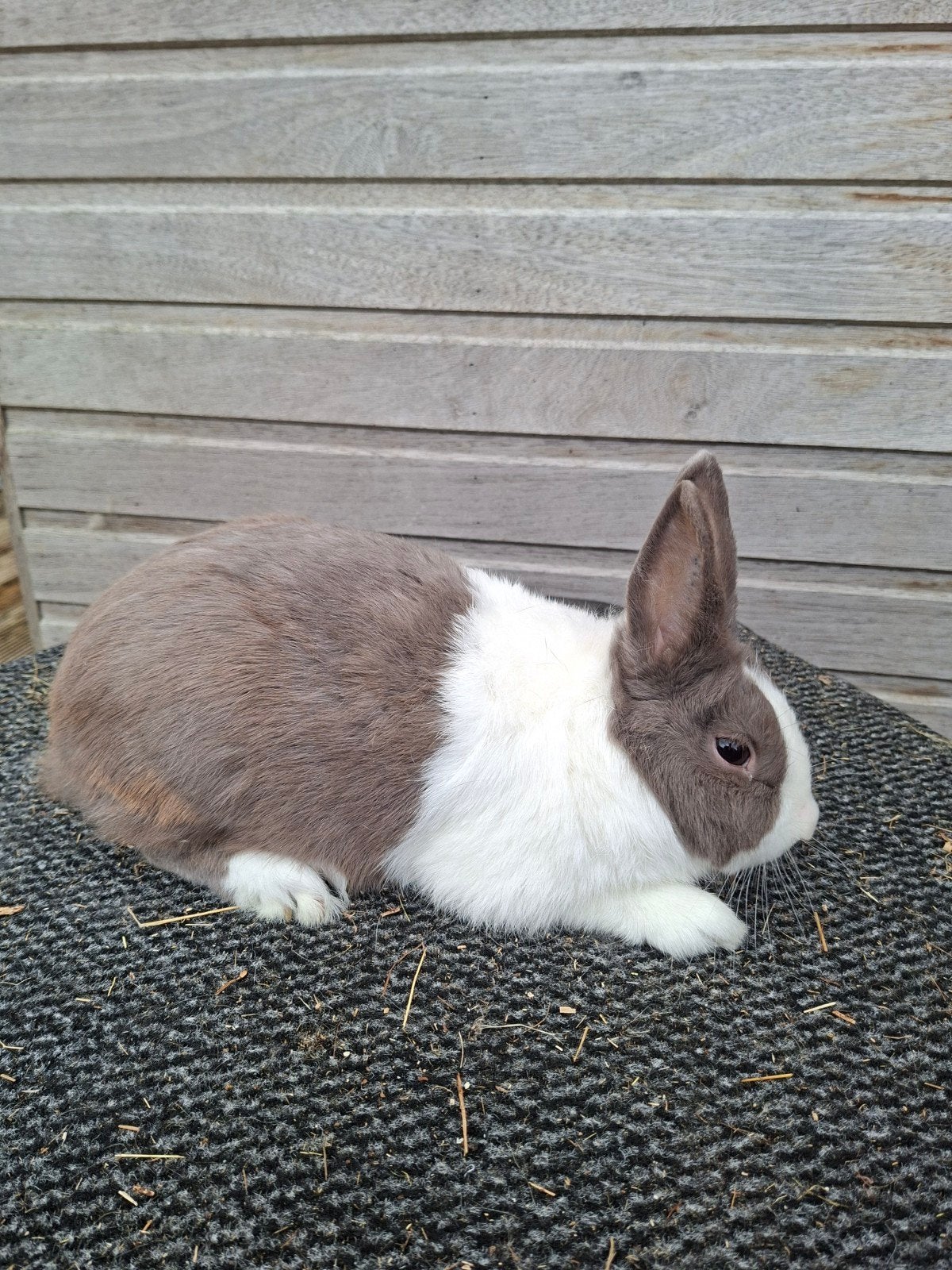 Feh hollander ram, Mannelijk, Middelgroot, 0 tot 2 jaar