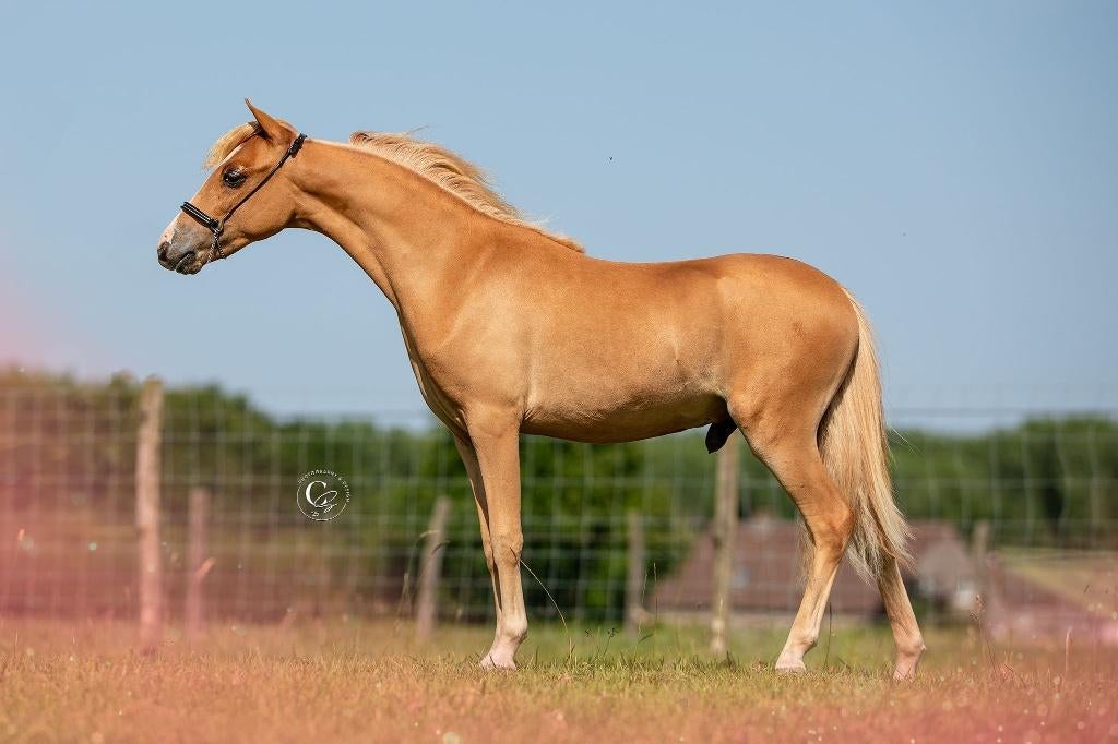 Prachtige Amerikaans miniatuurpaardje - kleine A pony, Animaux & Accessoires, Poney de récréation, Poney A (jusqu'à 1.17 m), 0 à 2 ans