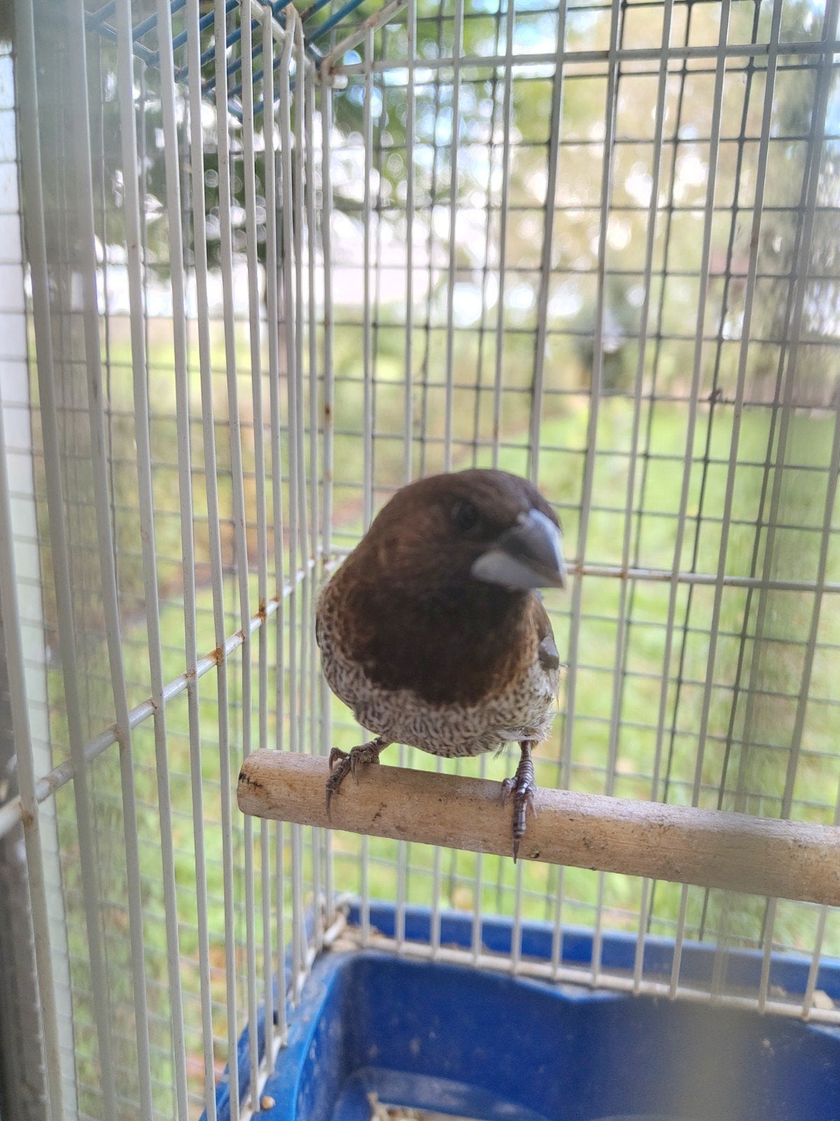 zebravinken en Japanse meeuwen, Meerdere dieren, Tropenvogel