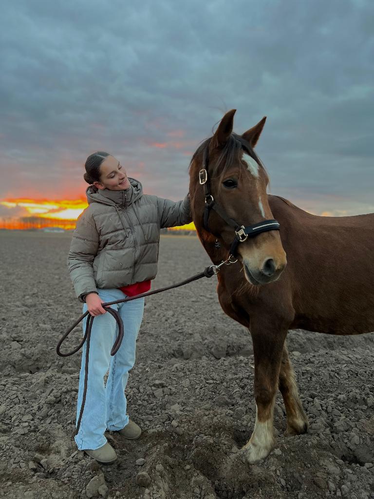 Paard te koop, Dieren en Toebehoren, Paarden, Merrie, Zadelmak, 160 tot 165 cm, 11 jaar of ouder, Recreatiepaard, Gechipt, Ontwormd