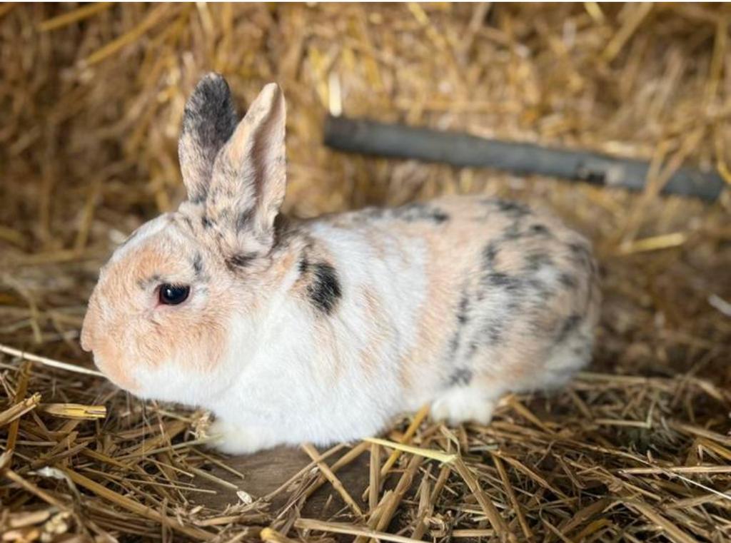 Dwergkonijntje, Dieren en Toebehoren, Konijnen
