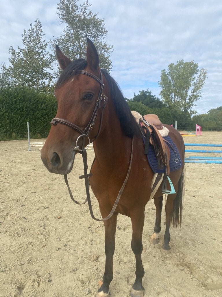 Knappe 4 jarige D pony te koop, Dieren en Toebehoren, Gechipt, Ruin, Springpony, Zadelmak