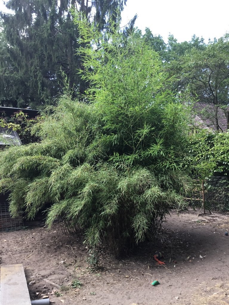 Bamboe, Ophalen, Bamboe, Struik, 250 cm of meer