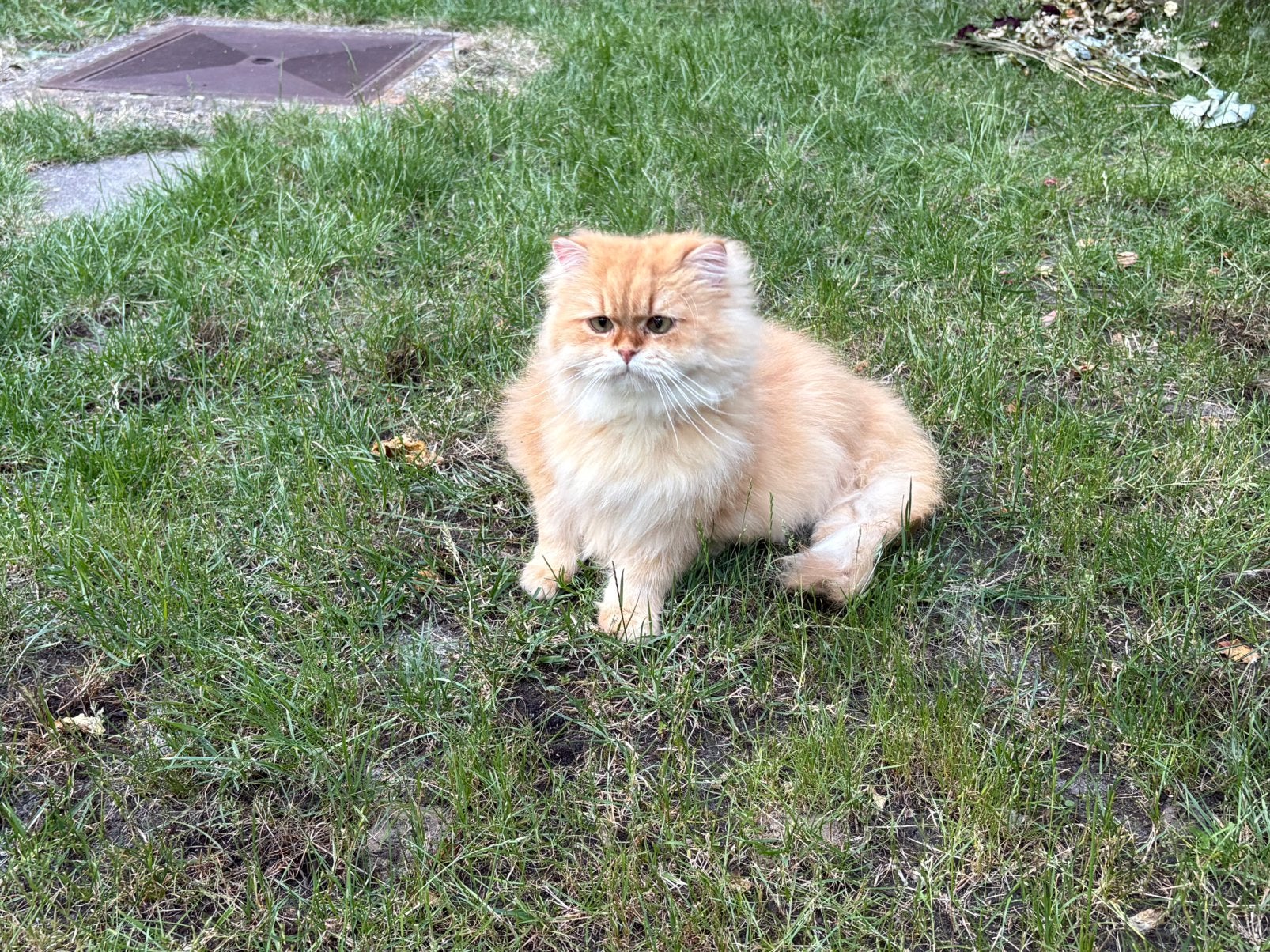 Brits langhaar Cinnamon golden, Dieren en Toebehoren, Katten en Kittens | Raskatten | Langhaar, Kater, Met stamboom, 0 tot 2 jaar