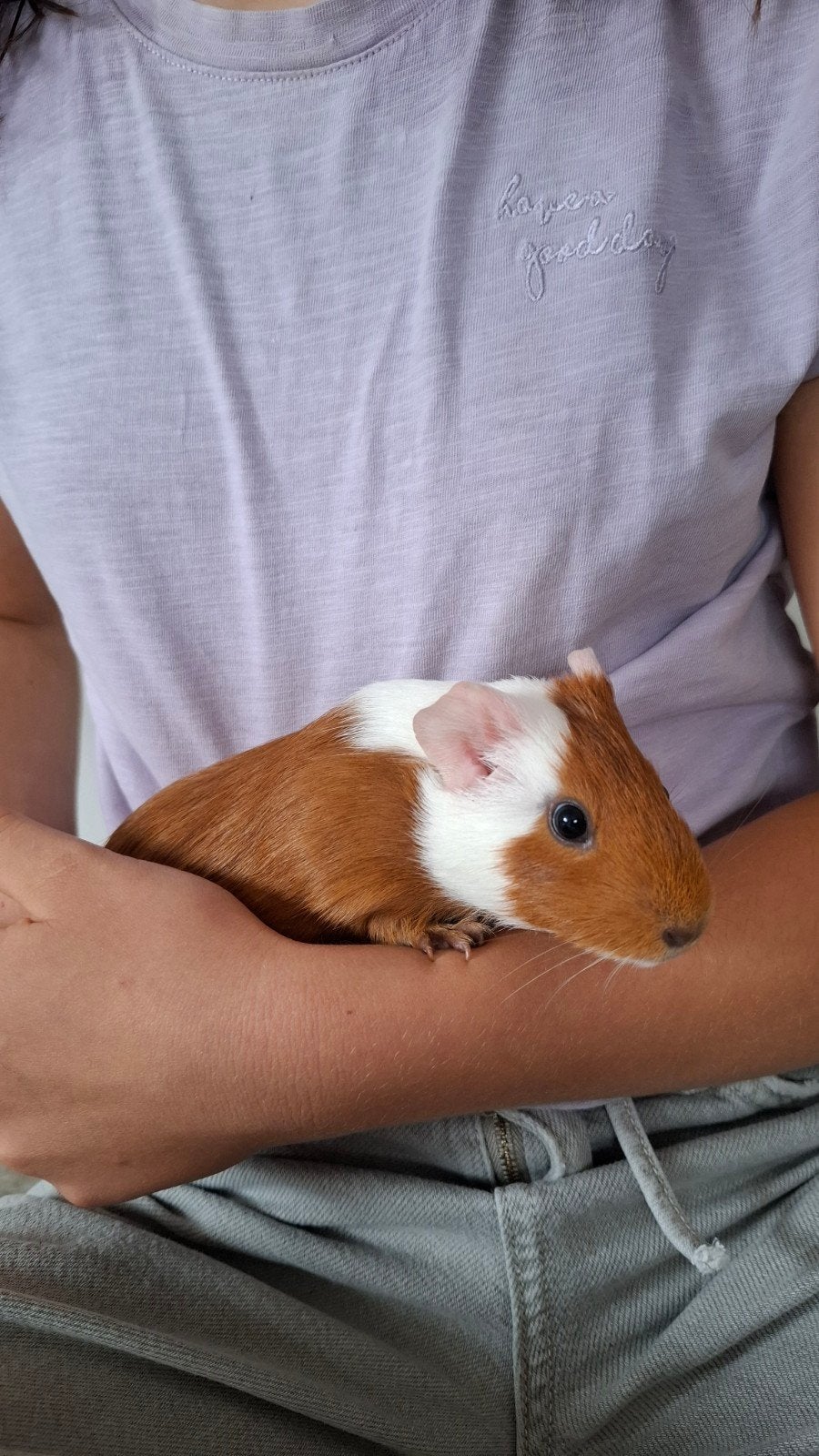 cavia zeugje en/of beertje, Août, Domestique, Plusieurs animaux, Cobaye