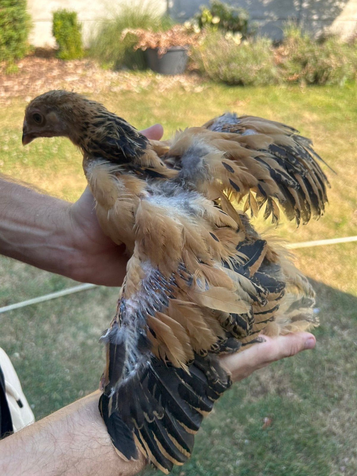 Brahma kuikentjes in verschillende kleuren, Plusieurs animaux, Poule ou poulet
