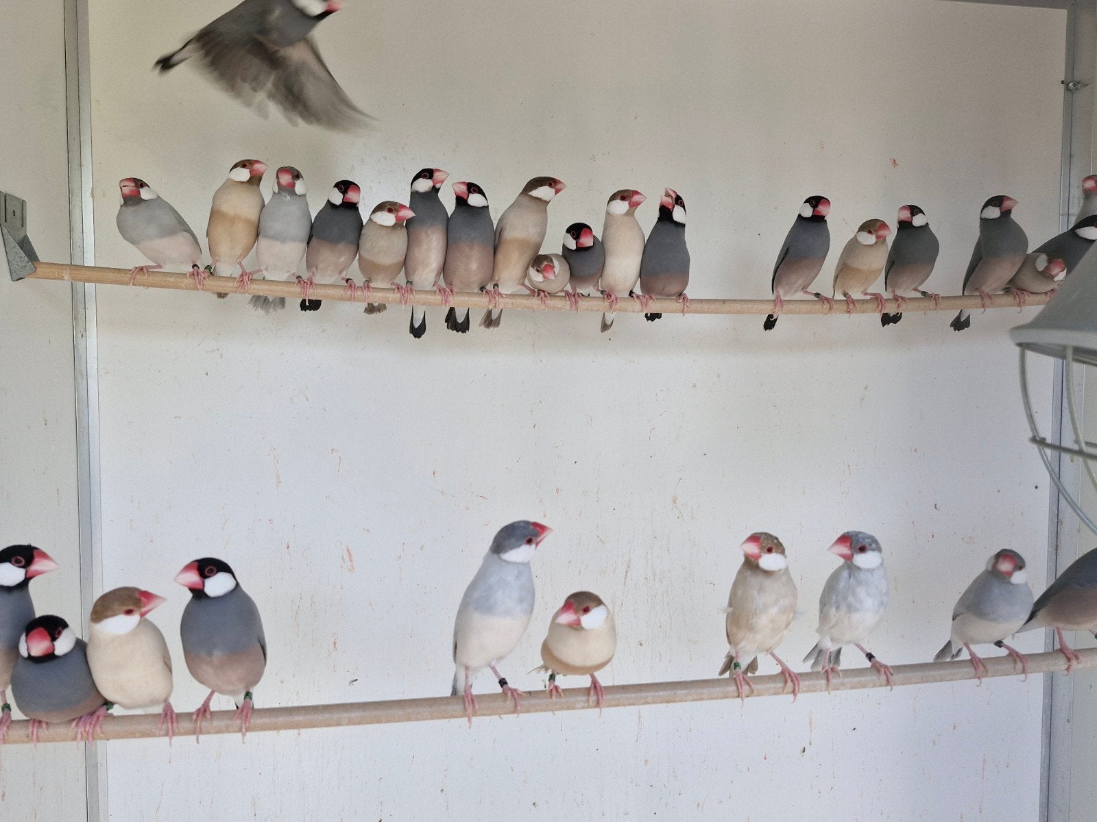 zeer mooie rijstvogels mokka en split mokka wildkleur 2026, Dieren en Toebehoren, Meerdere dieren, Tropenvogel, Geringd