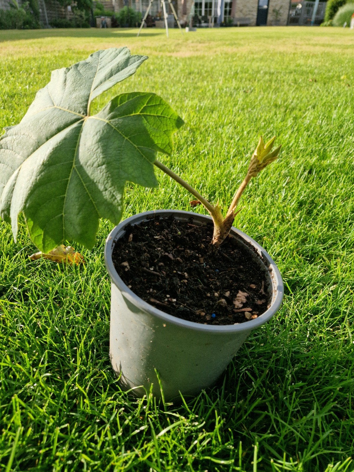 Tetrapanax papyrifera, Ophalen, Winter