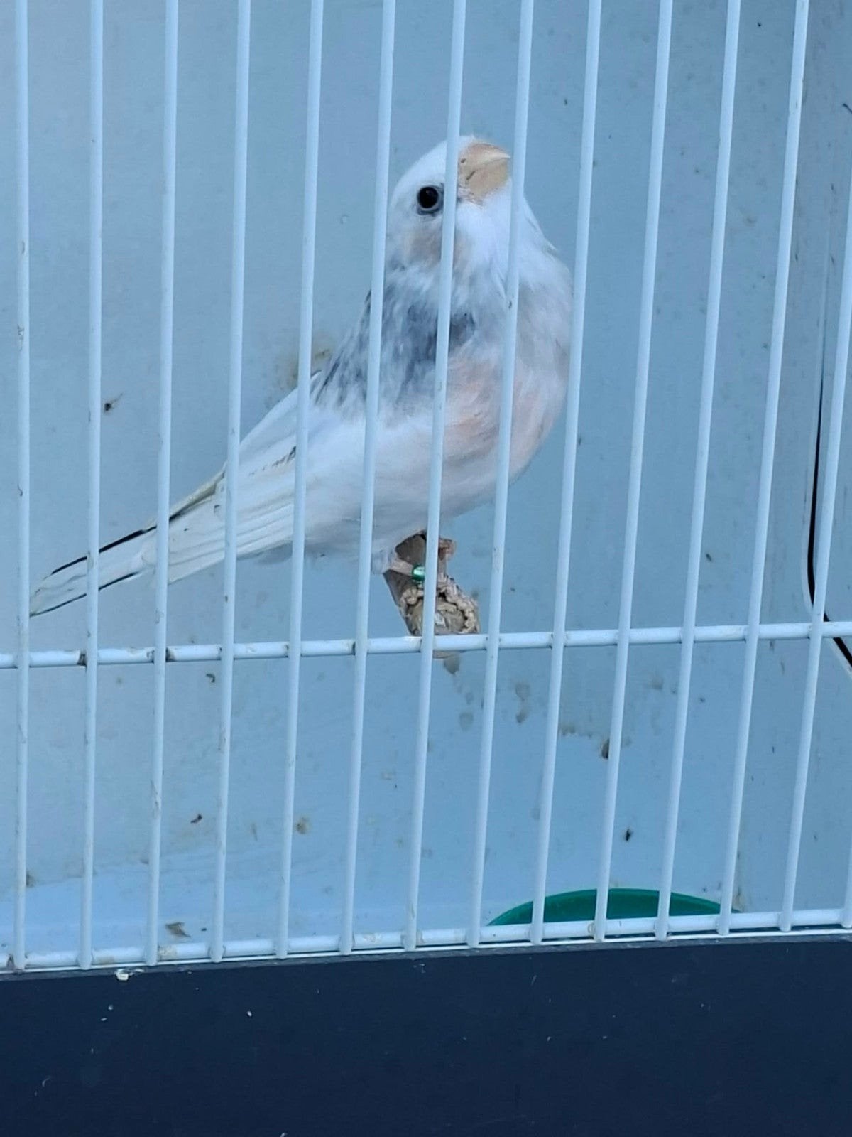 witbonte goudvinkpop 26, Animaux & Accessoires, Femelle, Oiseau chanteur sauvage, Bagué