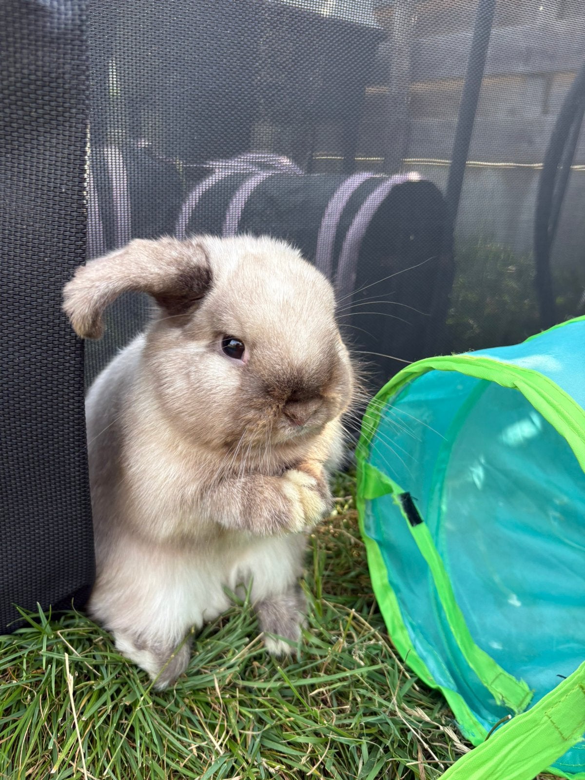 minilop, Mâle, Petit, Oreilles tombantes, 0 à 2 ans