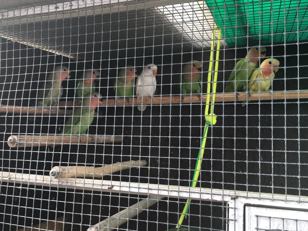 8 roseicollies, Dieren en Toebehoren, Meerdere dieren, Dwergpapegaai of Agapornis