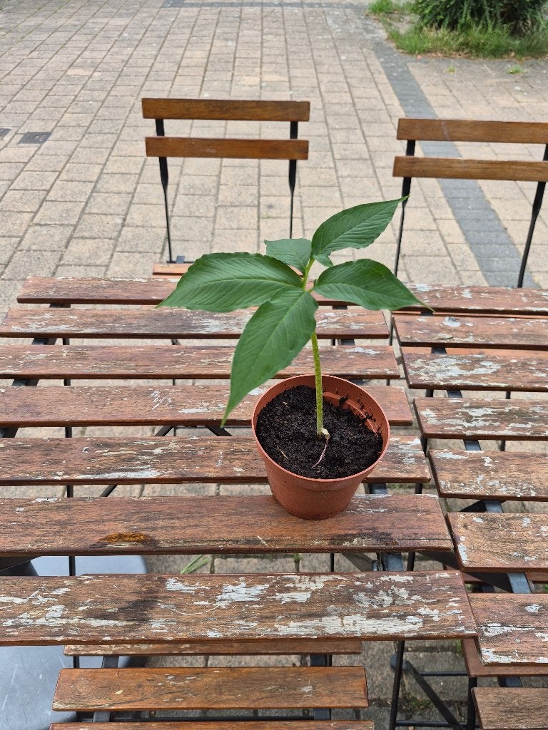 Voodoo lelie (Sauromatum venosum), Ophalen