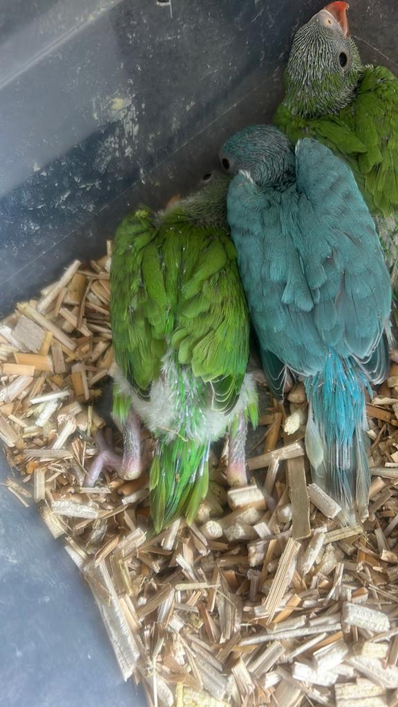 Te koop, Dieren en Toebehoren, Vogels | Parkieten en Papegaaien