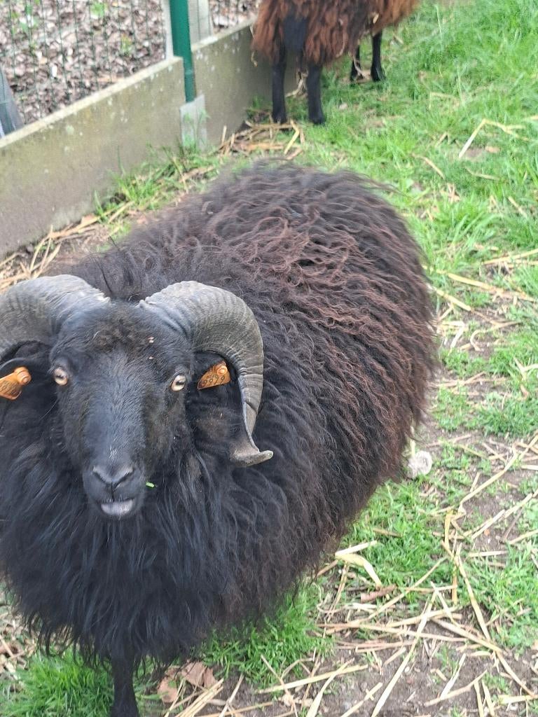 Quessant, Mâle, Mouton, 0 à 2 ans