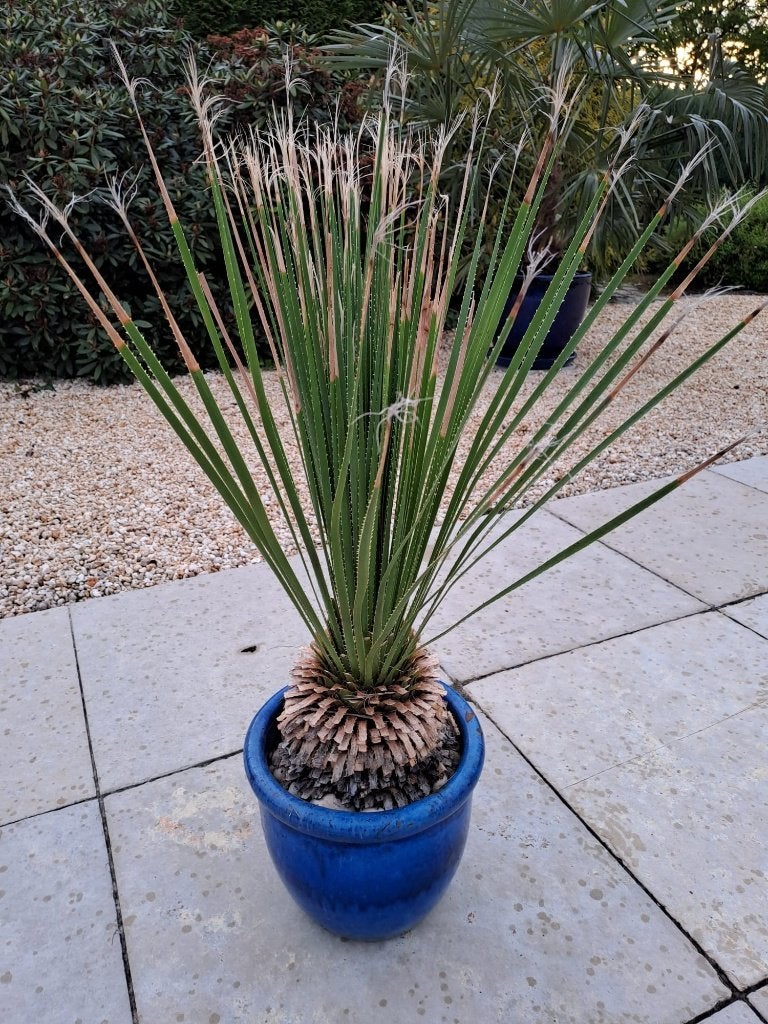 Yucca Dasylirion serratifolium, Ophalen