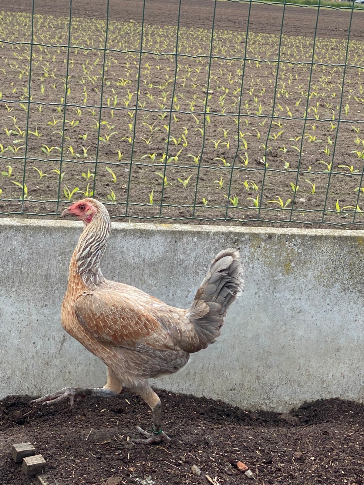 Luikse vechter krieltjes, Dieren en Toebehoren, Pluimvee, Meerdere dieren, Kip