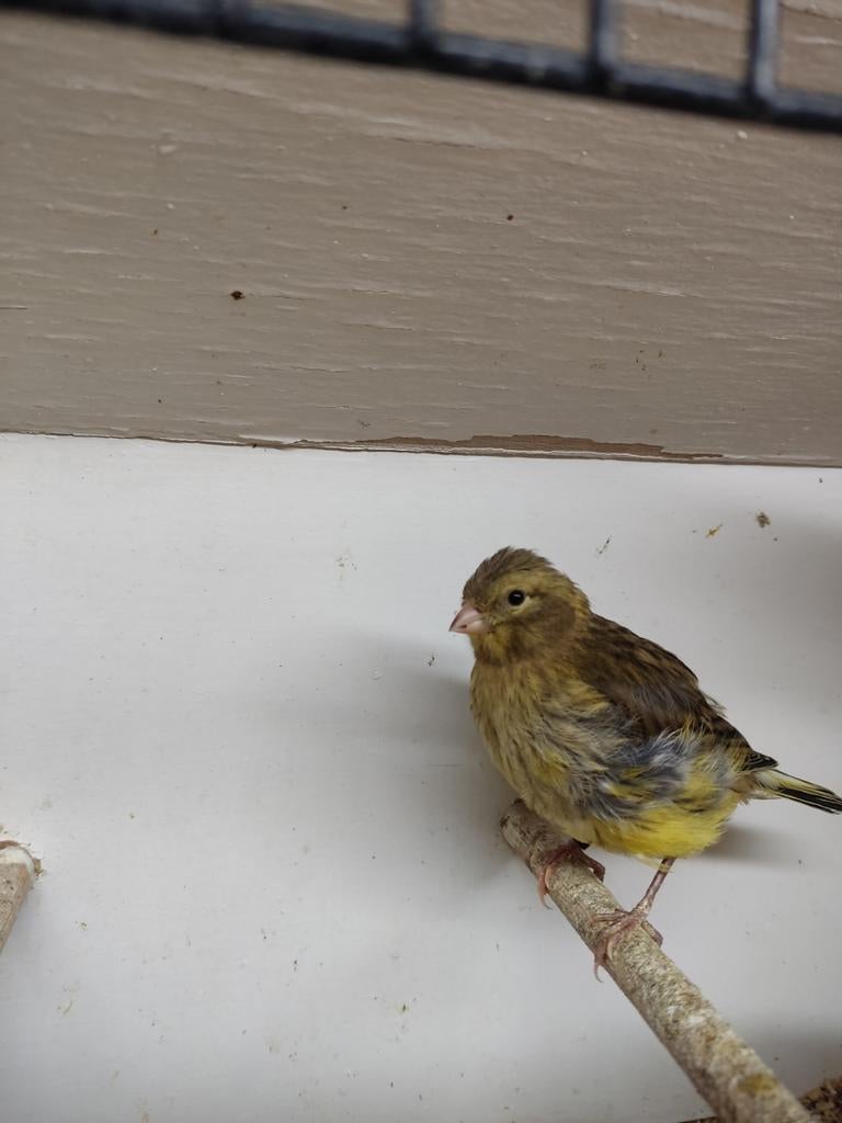 Jonge kanaries 2026, Dieren en Toebehoren, Vogels | Kanaries