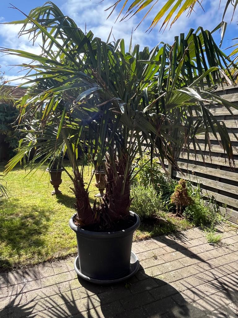 Chinese waaierpalm, Tuin en Terras, Volle zon, Vaste plant, Zomer, Ophalen