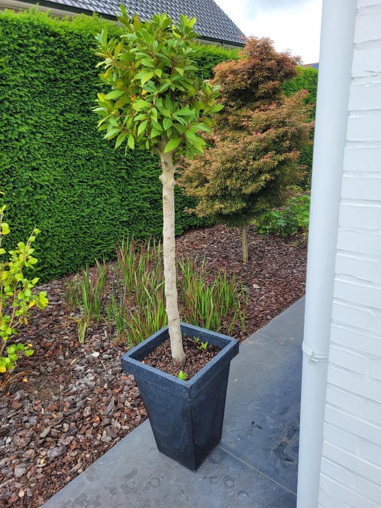 Laurierboom, Volle zon, Vaste plant, Bloeit niet, Ophalen