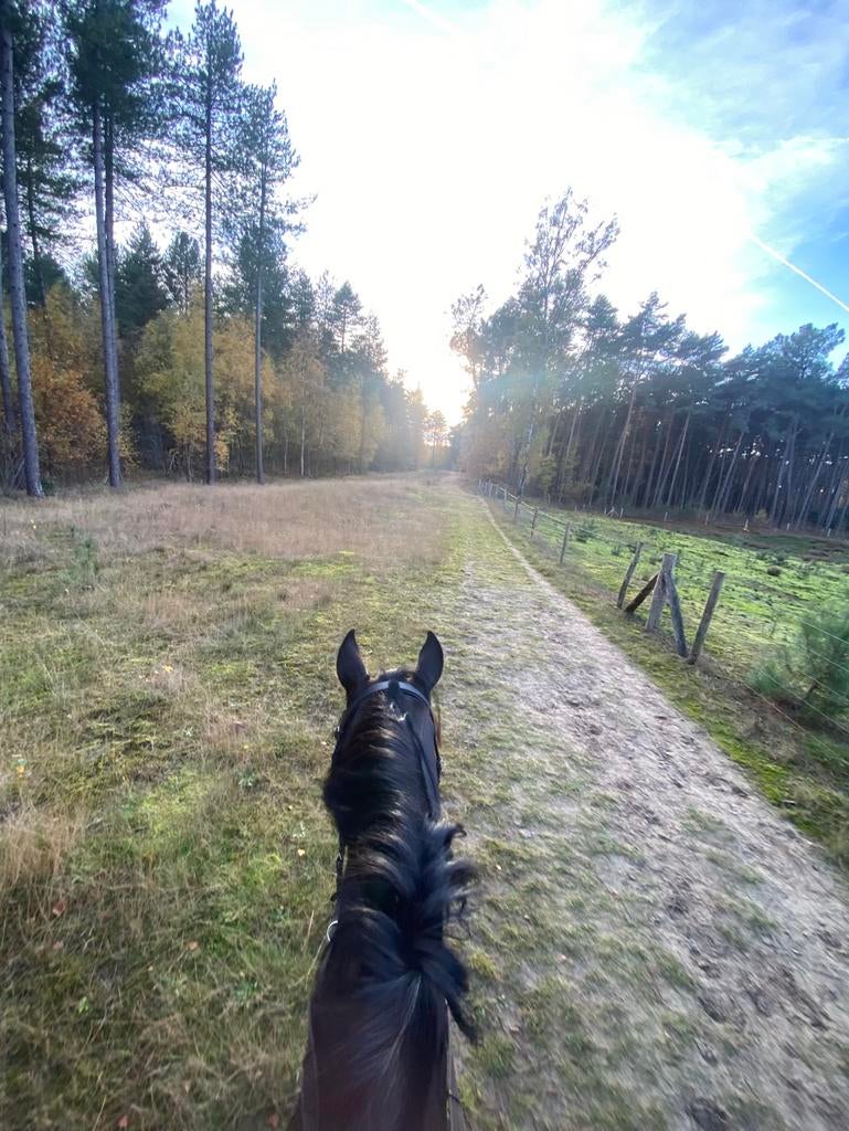 Verzorgpaard/halve stal gezocht, Animaux & Accessoires, Chevaux