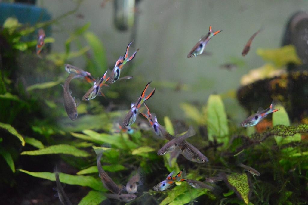 Guppy, Vis