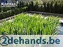 Zuurstofplanten : gele lis, Tuin en Terras, Ophalen, Gebruikt