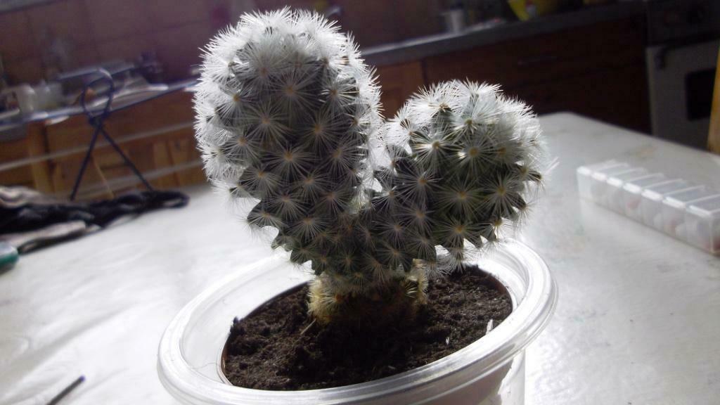 Cactus mignon, Plante à fleurs, Enlèvement ou Envoi, Cactus, Plein soleil