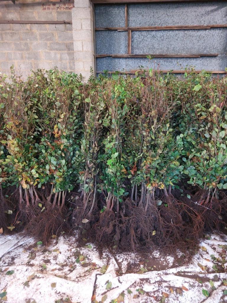 Beukenhaag (fagus) en haagbeuk (carpinus), Tuin en Terras, Ophalen, Beukenhaag, 100 tot 250 cm
