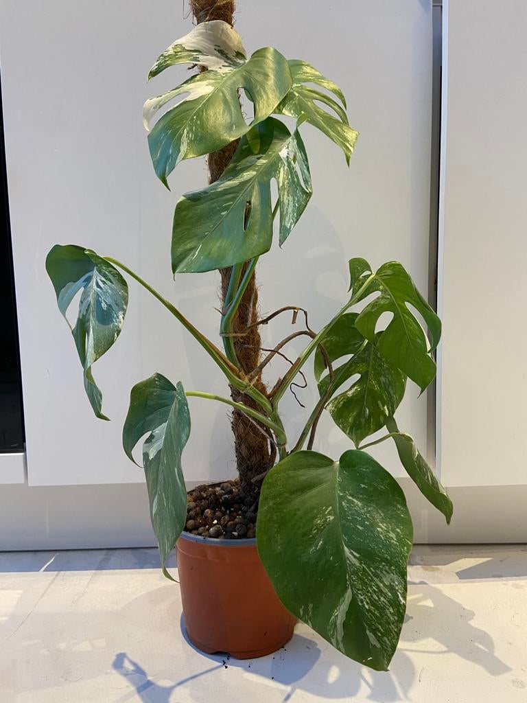 Monstera Variegata, Autres espèces, En pot, Plein soleil, Moins de 100 cm