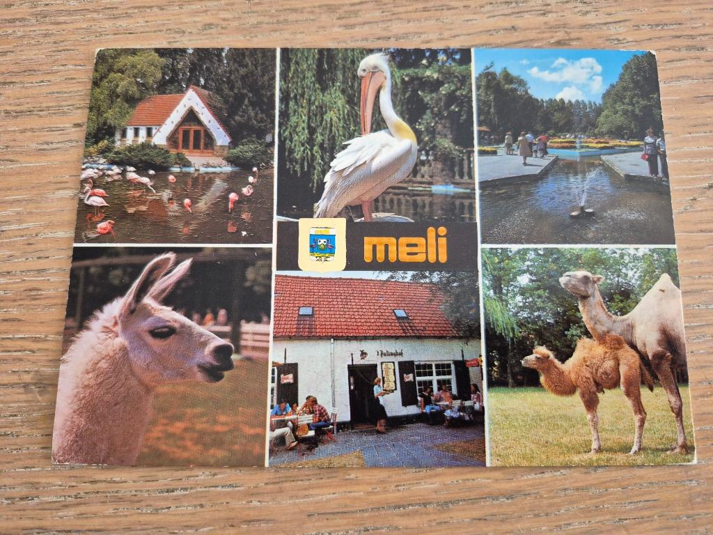 meli park postkaart lama, Verzamelen, Ophalen of Verzenden, Ongelopen, West-Vlaanderen