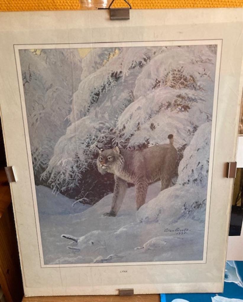 Poster  Lynx dans paysage enneigé, Enlèvement