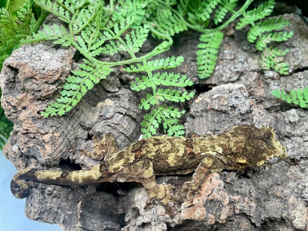 Prachtige pine island baby uit topouders (poss male)