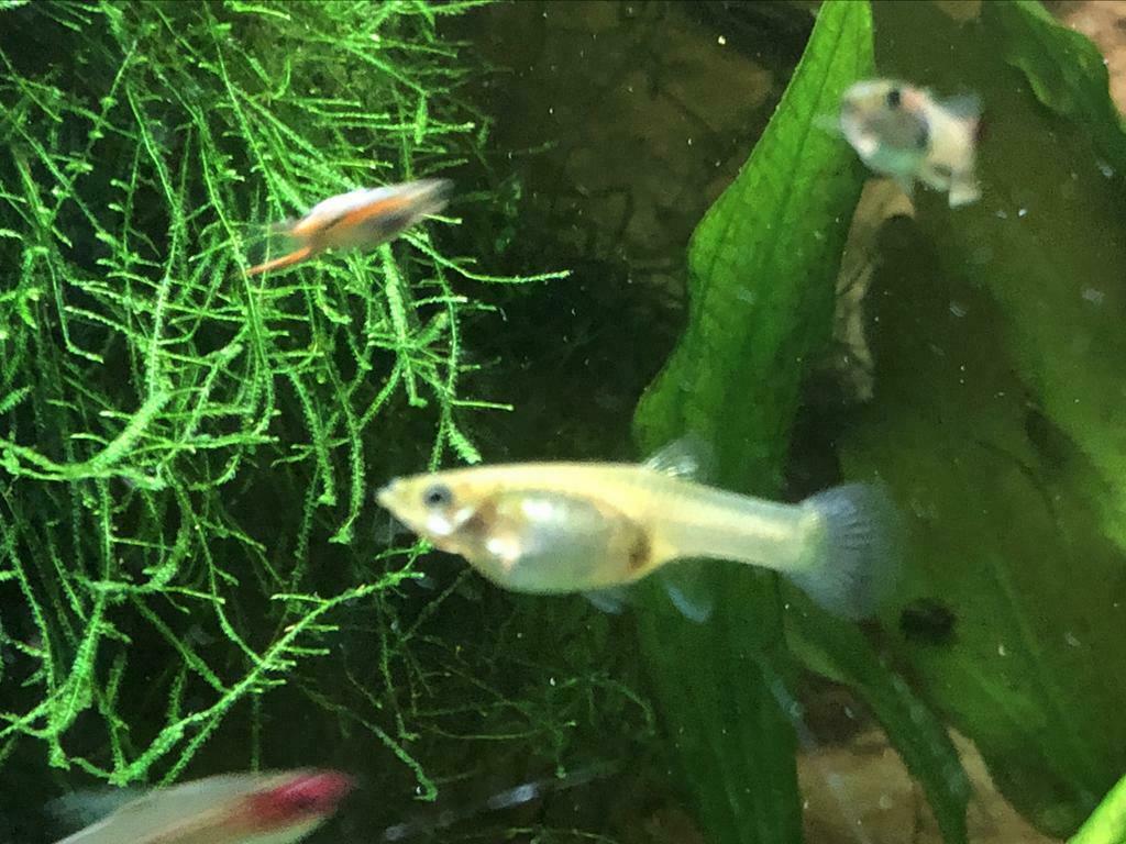 Endler à vendre ou à echanger, Animaux & Accessoires, Poisson, Poisson d'eau douce