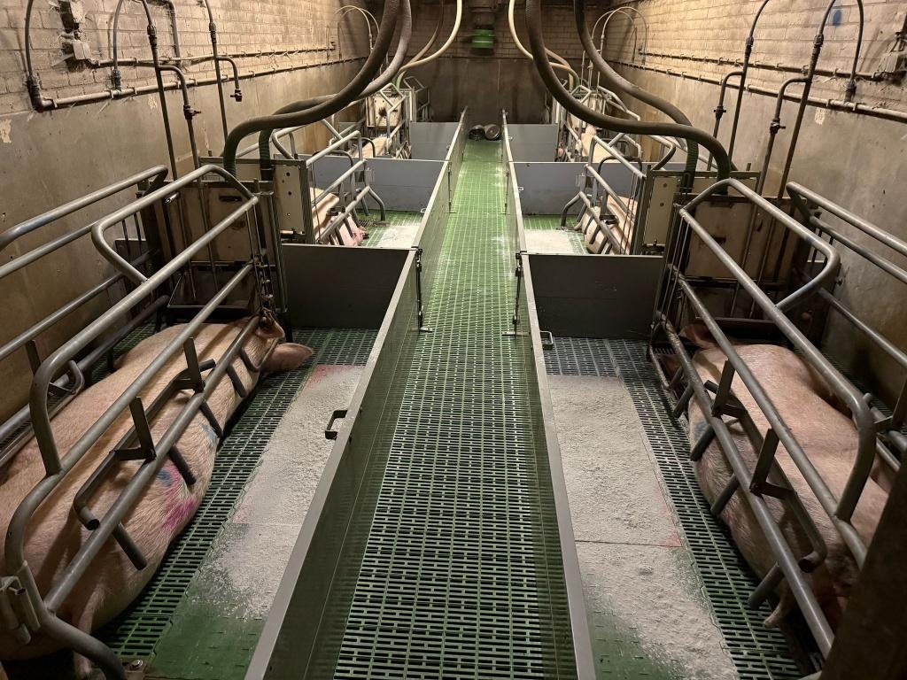 Kraamhokken [503], Dieren en Toebehoren, Stalling en Weidegang