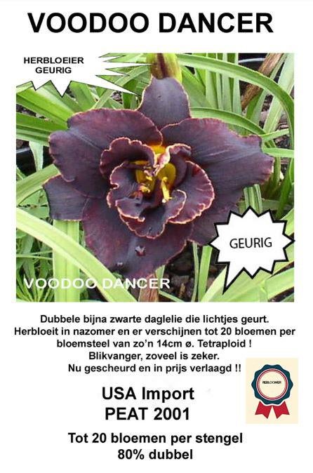HÉMÉROCALLES HÉMÉROCALLES, Enlèvement ou Envoi, Été, Plante fixe, Plein soleil