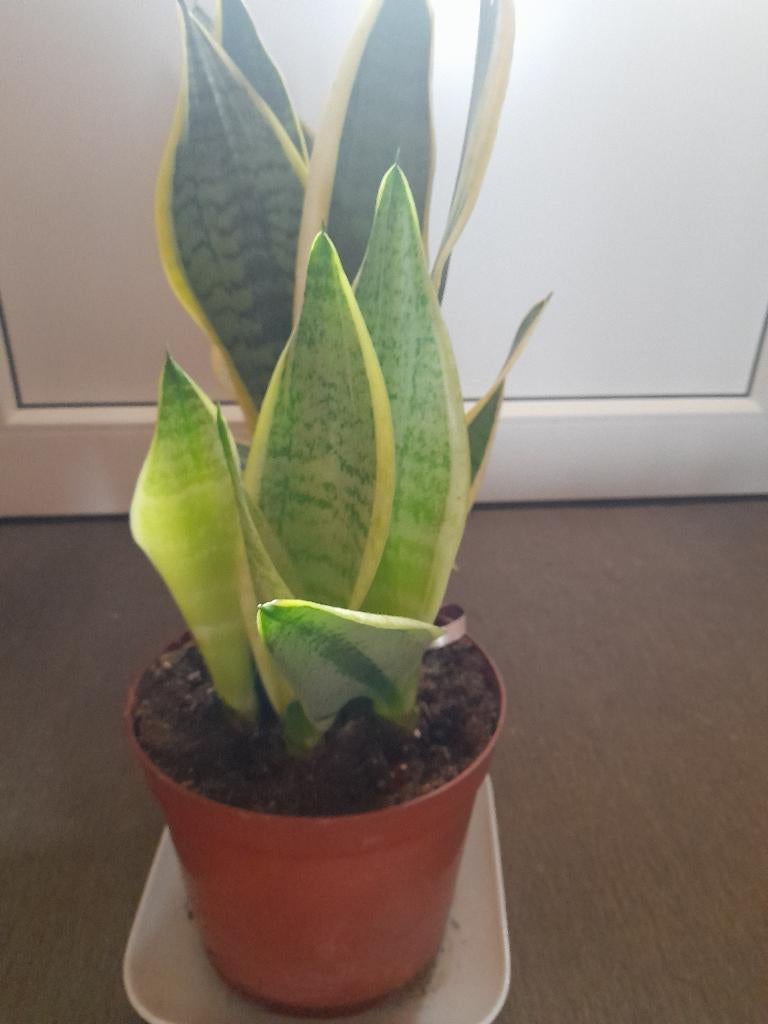 Sanseveria, Ophalen
