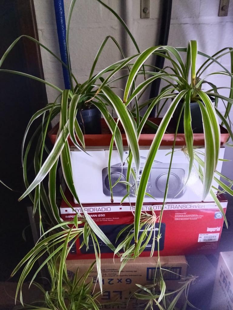 graslelie stekken, Ophalen, Groenteplant