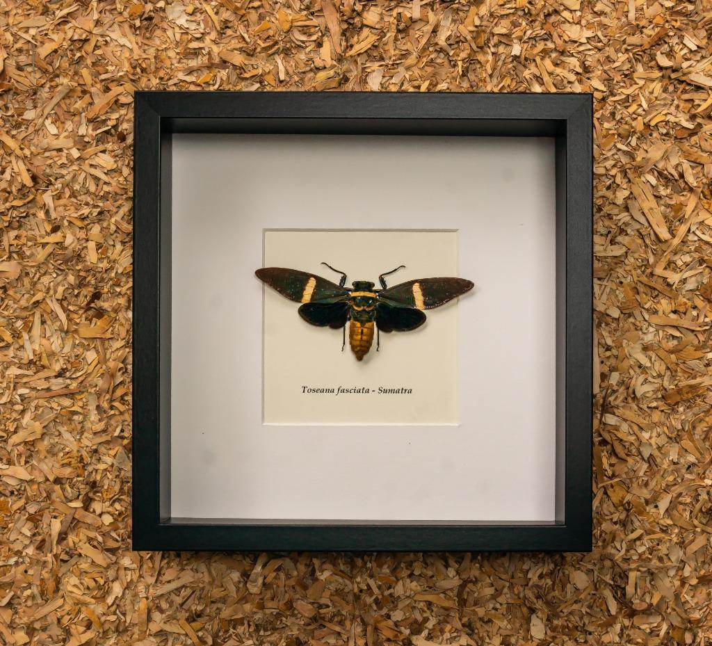 cicade in kader, Ophalen of Verzenden, Nieuw, Insect, Opgezet dier