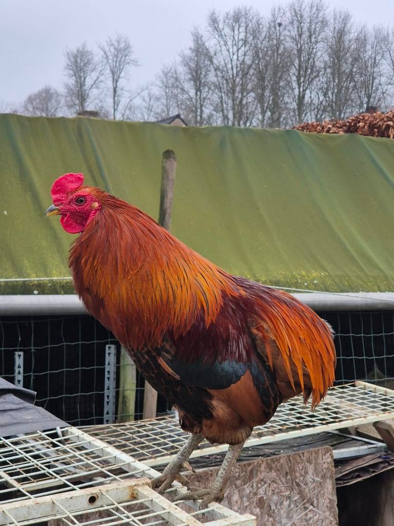 araucana haan, Dieren en Toebehoren, Pluimvee