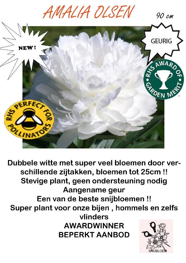 PIOENEN extra, Overige soorten, Volle zon, Vaste plant, Ophalen of Verzenden