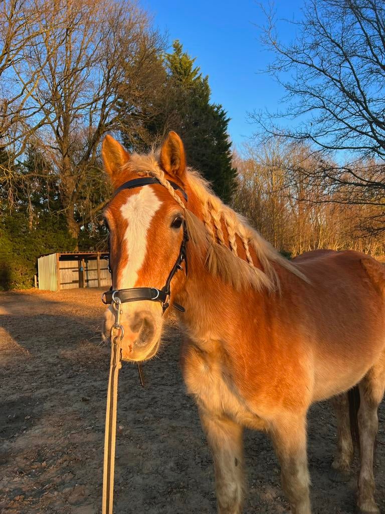 Te koop haflinger ruin, Dieren en Toebehoren, Minder dan 160 cm, Met stamboom, Ruin, Niet van toepassing