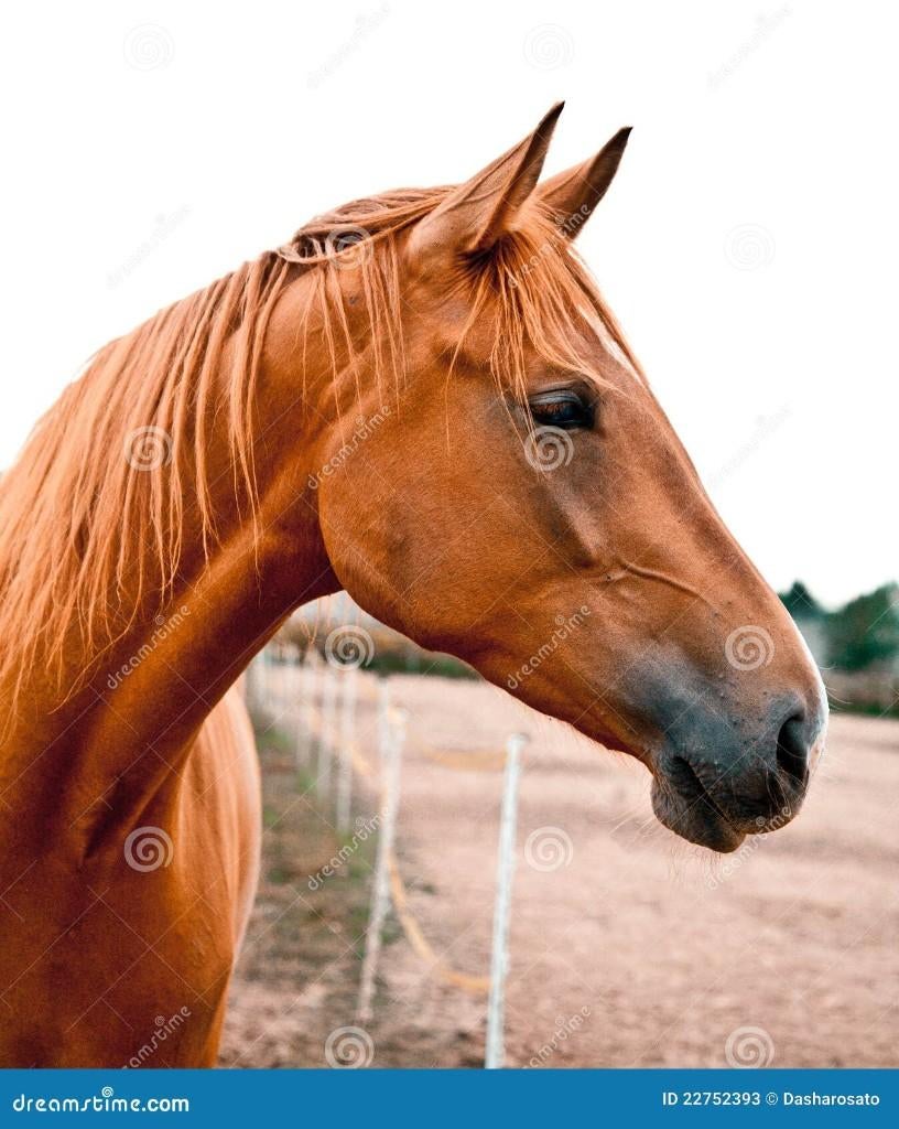 ik zoek te koop een braaf voskleurig rijpaard, Dieren en Toebehoren, Paarden