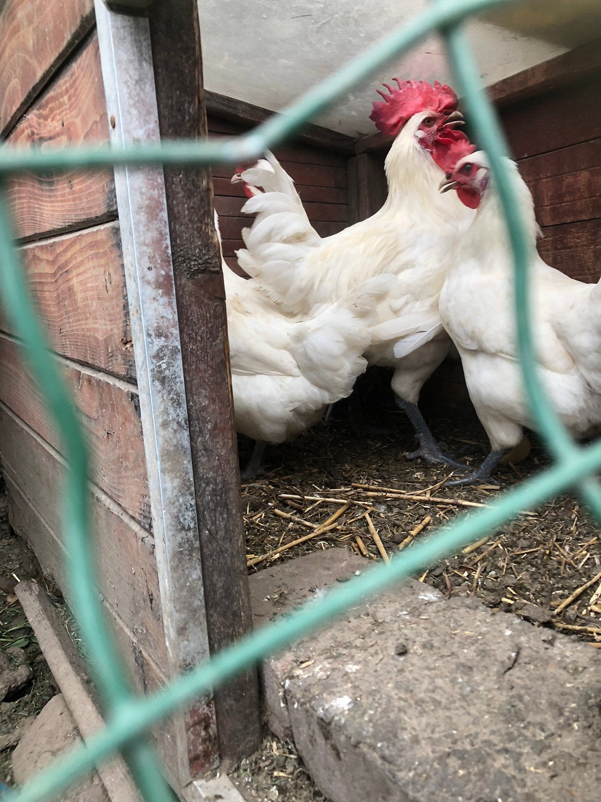 Trio Poul de bresse, Dieren en Toebehoren, Pluimvee, Kip