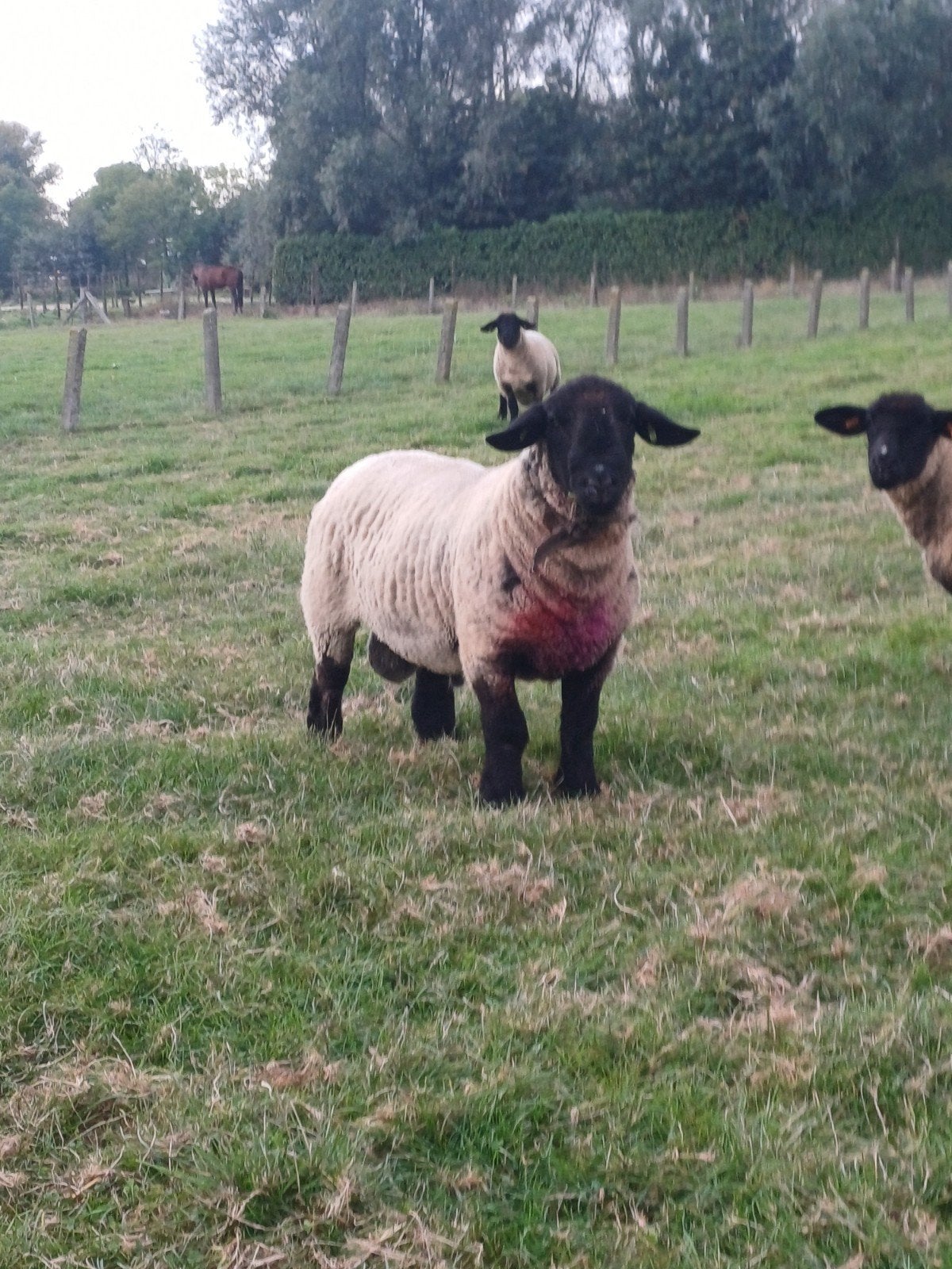 Suffolk ram