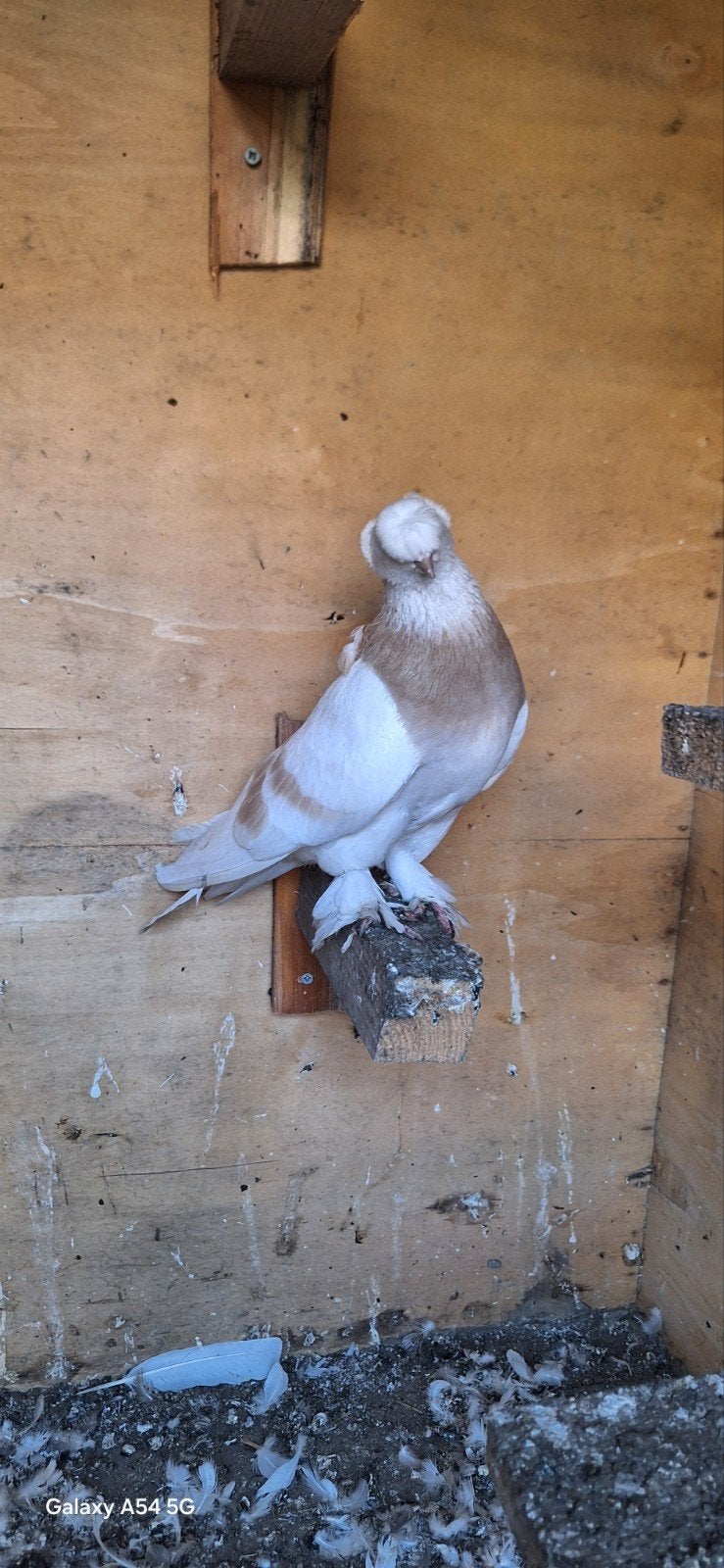 takla, Mâle, Pigeon culbutant ou Roller